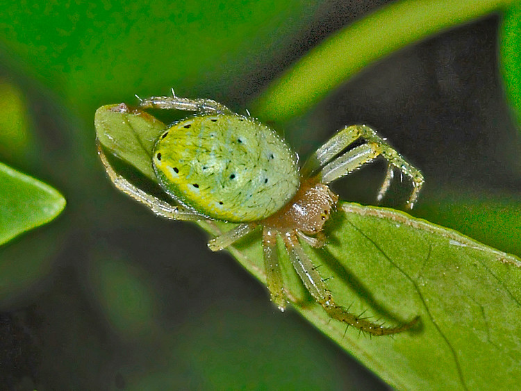 Di rung thay dua hau mini, hoang hon khi biet la... quai vat cuc di-Hinh-6