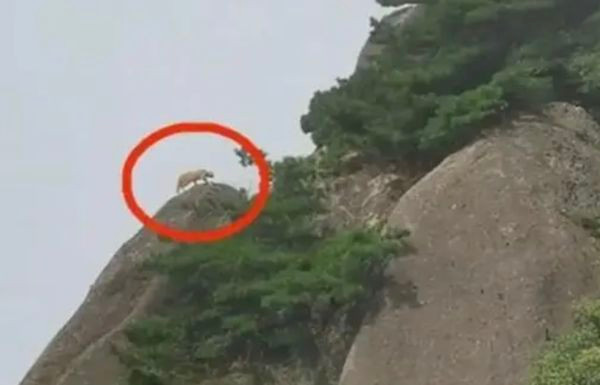 Len nui tuong gap “than thu”, te ngua su that nuc cuoi