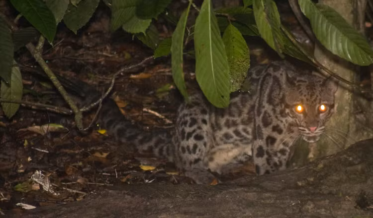 Len nui tuong gap “than thu”, te ngua su that nuc cuoi-Hinh-9