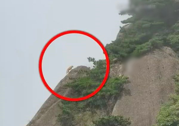 Len nui tuong gap “than thu”, te ngua su that nuc cuoi-Hinh-3