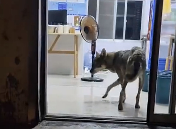 Cho hoang gap gap cao cua, nao ngo “linh thu” toi nha tra on-Hinh-5