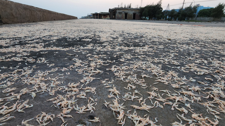 Thi tran du lich bien Thinh Long “dong bang” vi bo ke tan nat-Hinh-14