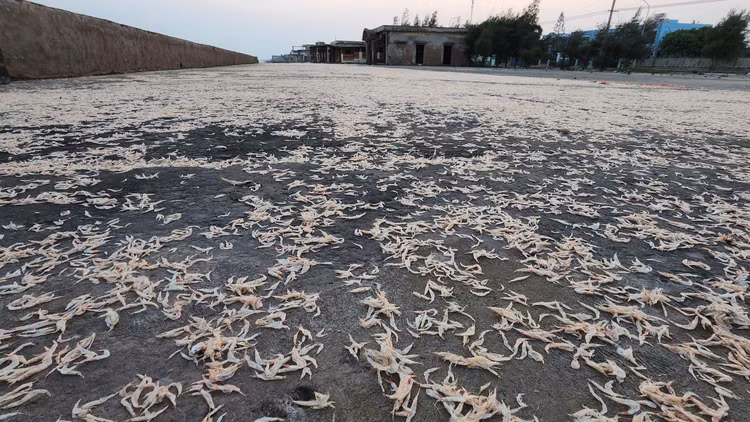 Thi tran du lich bien Thinh Long “dong bang” vi bo ke tan nat-Hinh-14