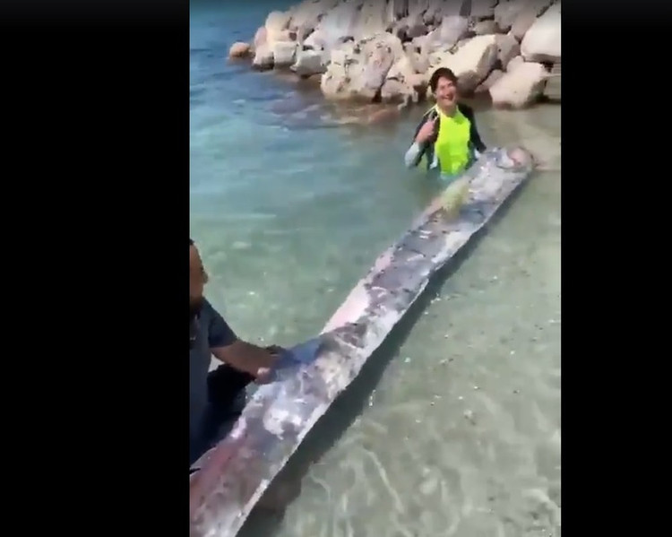 Kỹ sư Cavalin đã đăng video ghi lại cảnh con cá mái chèo trên lên mạng xã hội Twitter và nhận được sự quan tâm lớn của nhiều người. Một số người đã để lại bình luận bày tỏ lo lắng sắp xảy ra thảm kịch tồi tệ khi loài cá này dạt vào bờ. Ảnh: Cắt từ video của Cavalin.