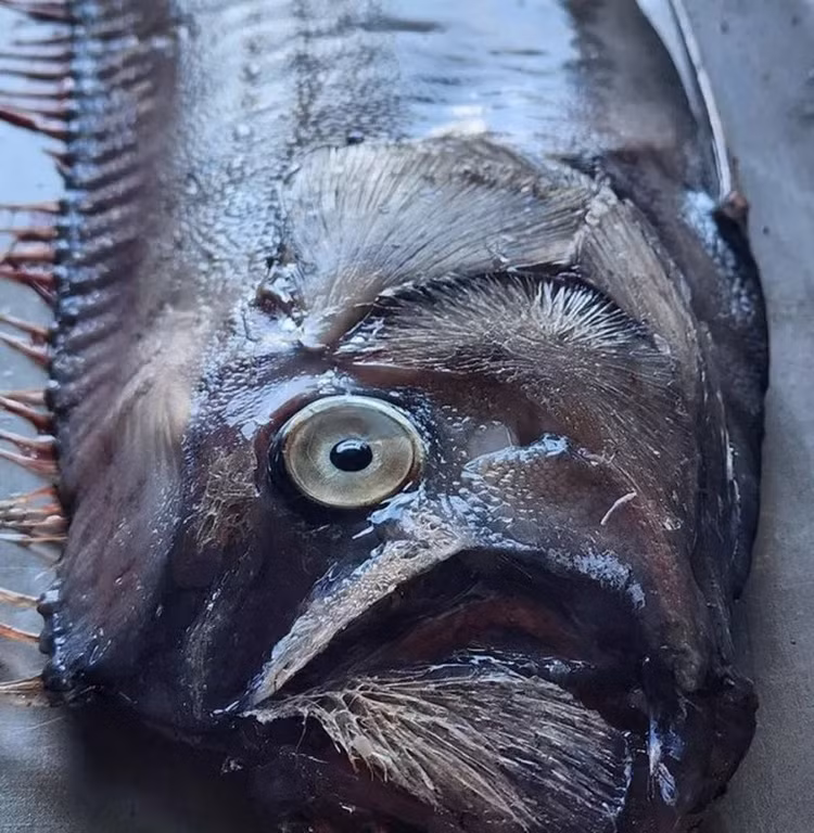 Cá mái chèo trong tiếng Nhật còn được gọi là "Ryugu no tsukai" (có nghĩa là "Sứ giả từ Cung điện của Thủy Tề"). Theo truyền thuyết, loài cá này sẽ bơi lên mặt nước, trôi dạt vào bờ biển trước khi xảy ra động đất hay các thảm họa thiên nhiên khác. Ảnh: Jam Press.