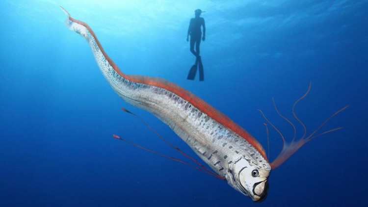 Năm 2011, người dân Nhật Bản ghi nhận 20 con cá mái chèo dạt vào bờ biển trong những tháng trước trận động đất mạnh 9,0 độ richter xảy ra tại nước này. Sau khi chúng dạt vào bờ, thảm họa động đất - sóng thần xảy ra vào ngày 11/3 đã khiến hơn 15.000 người ở Nhật Bản thiệt mạng. Ảnh: OarfishCouncil/X.