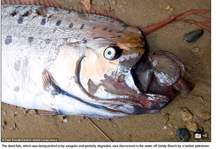 Vào tháng 6/2015, người dân trên hòn đảo Catalina, Mỹ bất ngờ phát hiện xác một con cá mái chèo dài hơn 5m trôi dạt vào bờ biển. Xác con vật được tìm thấy trong tình trạng không còn nguyên vẹn. Ảnh chụp màn hình Daily Mail.