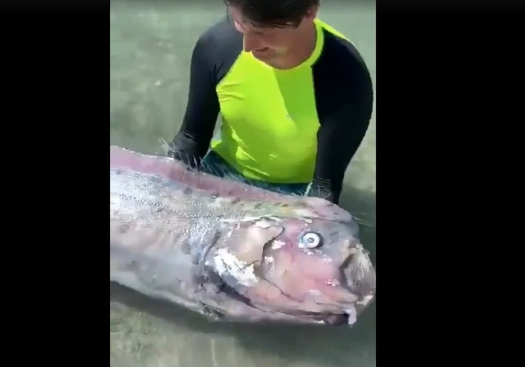 Tháng 7/2020, Fernando Cavalin, kỹ sư nuôi trồng thủy sản tại công ty Earth Ocean Farms, và người bạn đã phát hiện con cá mái chèo trôi dạt vào vịnh Pichilingue, thành phố La Paz, bang Baja California, Mexico. Ảnh: Cắt từ video của Cavalin.