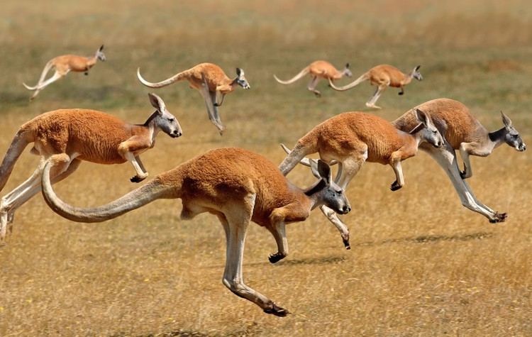 Nhóm chuyên gia hy vọng sẽ tìm thấy hóa thạch của các loài thú có túi cổ đại để hiểu rõ hơn về cách thức tiến hóa của chuột túi ngày nay. Ảnh: slowmotiongli/stock.adobe.com.