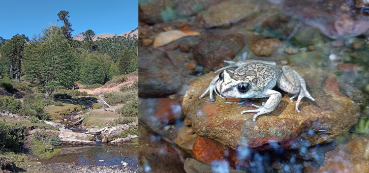 Loai ech ma “tuyet tich” hon 100 nam bat ngo hoi sinh ky dieu-Hinh-4