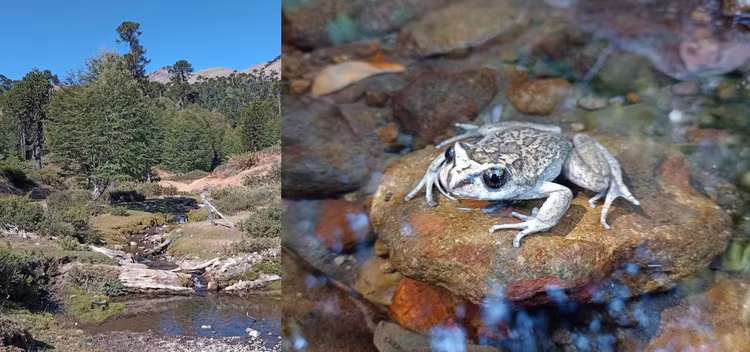 Loài ếch ma “tuyệt tích” hơn 100 năm bất ngờ hồi sinh kỳ diệu - Hình 4 Loai ech ma “tuyet tich” hon 100 nam bat ngo hoi sinh ky dieu-Hinh-4