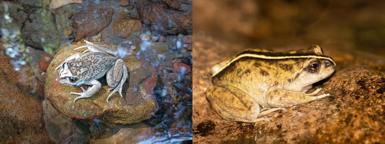 Loai ech ma “tuyet tich” hon 100 nam bat ngo hoi sinh ky dieu-Hinh-6