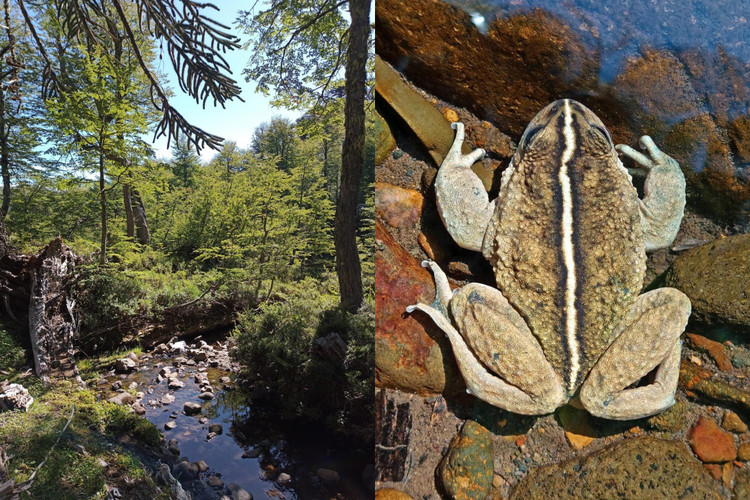 Loai ech ma “tuyet tich” hon 100 nam bat ngo hoi sinh ky dieu-Hinh-9