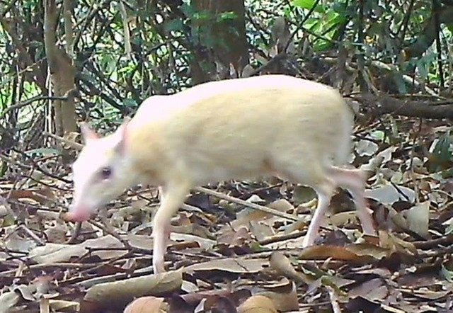 Dat bay anh, bat ngo phat hien 