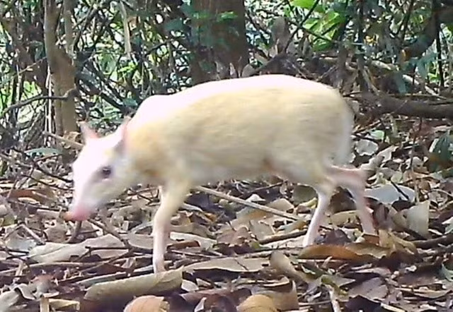 Dat bay anh, bat ngo phat hien 