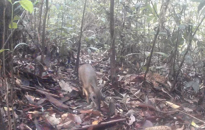 Cheo cheo Nam Dương bạch tạng vừa phát hiện quý hiếm cỡ nào? - Hình 4 Cheo cheo Nam Duong bach tang vua phat hien quy hiem co nao?-Hinh-4