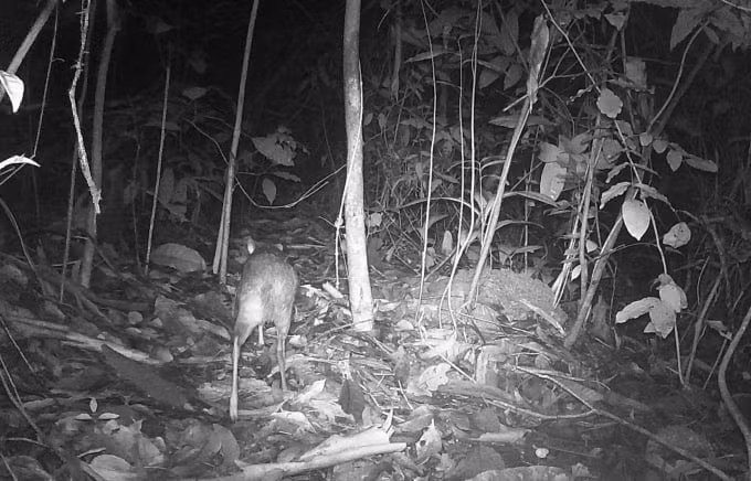 Cheo cheo Nam Dương bạch tạng vừa phát hiện quý hiếm cỡ nào? - Hình 5 Cheo cheo Nam Duong bach tang vua phat hien quy hiem co nao?-Hinh-5