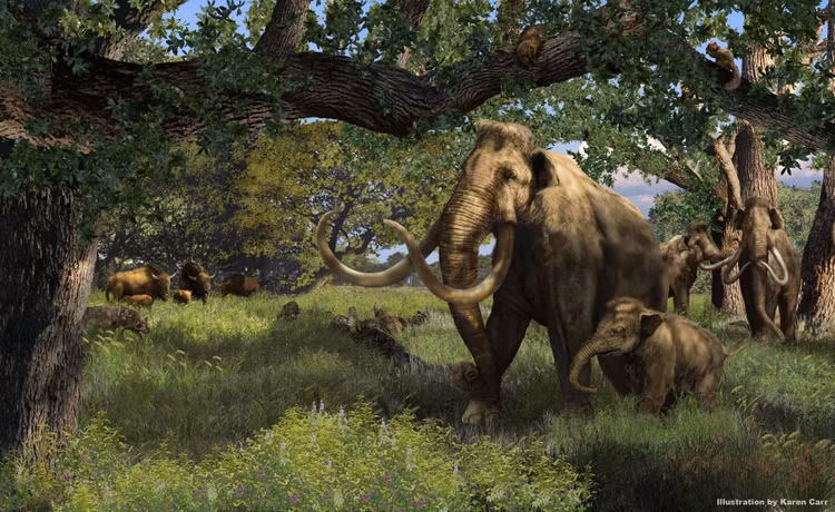 Di san huou, bat ngo dung trung nga voi ma mut dang gia ngan vang-Hinh-6