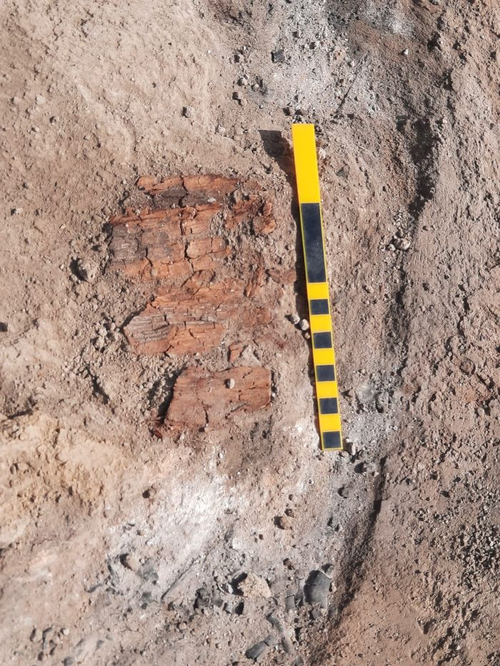 Rung minh hop so quai thu tran yem trong mo co 2.000 tuoi-Hinh-4