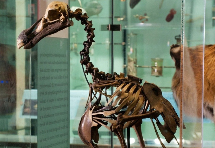 Loai chim nang hon 20 kg, khong biet bay, de bi bat lam thit-Hinh-8