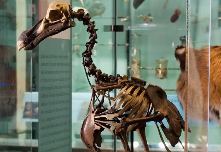 Loai chim nang hon 20 kg, khong biet bay, de bi bat lam thit-Hinh-8