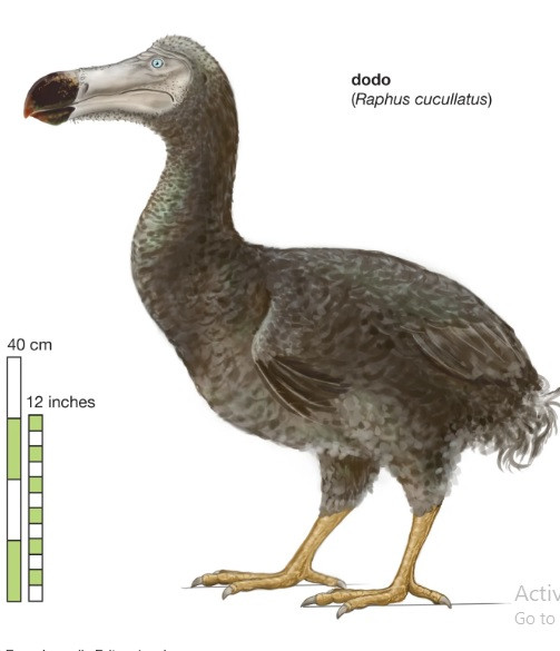 Loai chim nang hon 20 kg, khong biet bay, de bi bat lam thit-Hinh-3