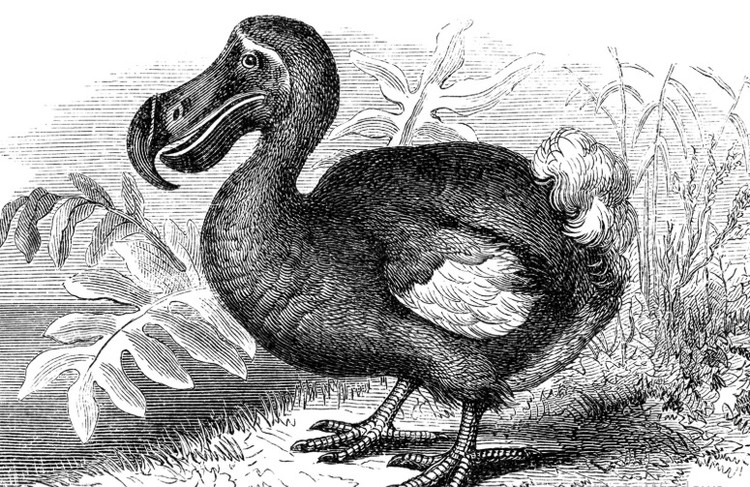 Loai chim nang hon 20 kg, khong biet bay, de bi bat lam thit-Hinh-4