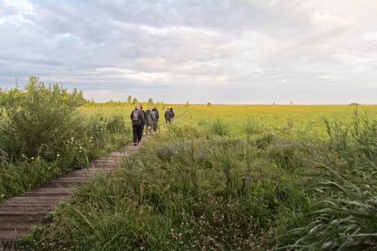 Nhat duoc vong co vo doi, ai ngo la bau vat vo song-Hinh-7