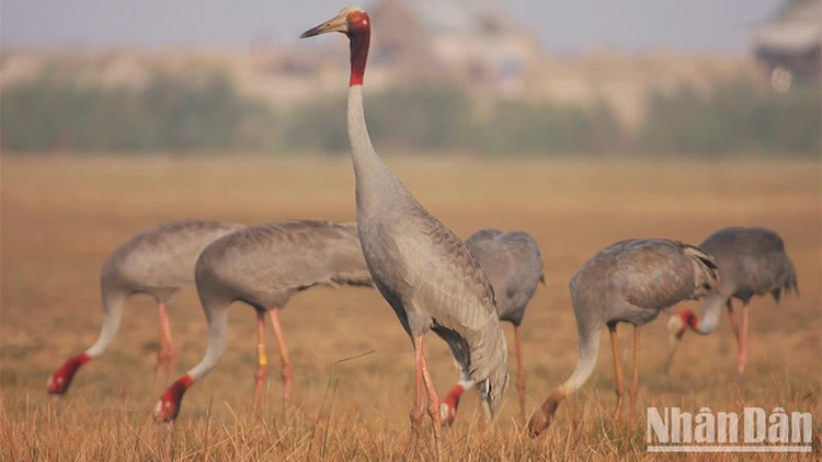 Seu dau do lu luot bay ve, Viet Nam bao ton sao?-Hinh-3