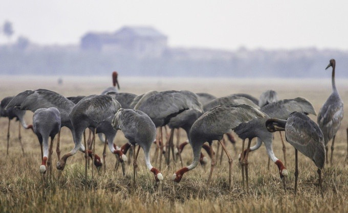 Seu dau do lu luot bay ve, Viet Nam bao ton sao?-Hinh-6