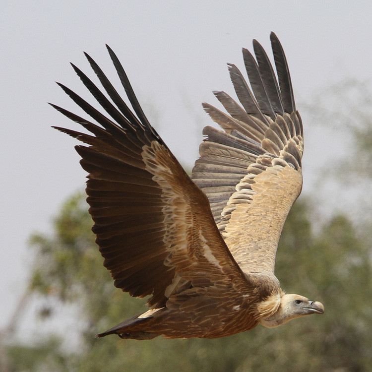 Long ken ken hoa thach he mo bi mat kho ngo-Hinh-10