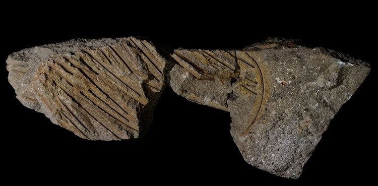 Long ken ken hoa thach he mo bi mat kho ngo-Hinh-6