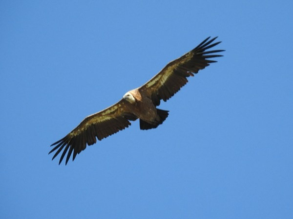 Long ken ken hoa thach he mo bi mat kho ngo-Hinh-9