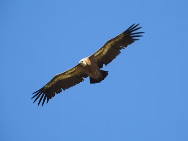 Long ken ken hoa thach he mo bi mat kho ngo-Hinh-9