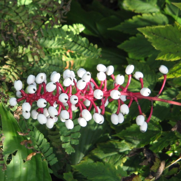 Tan muc 5 loai dong thuc vat hiem co, kho gap nhat qua dat-Hinh-8