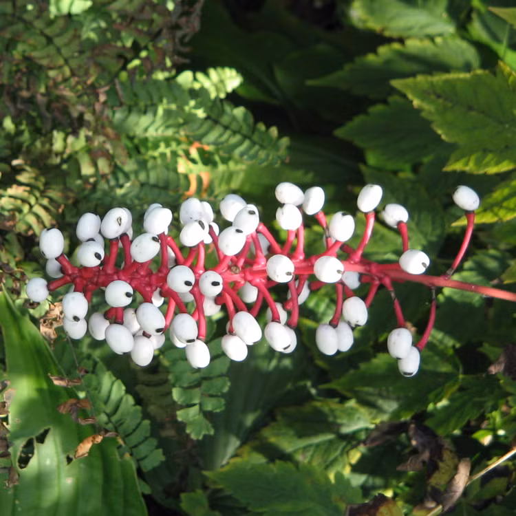 Tan muc 5 loai dong thuc vat hiem co, kho gap nhat qua dat-Hinh-8