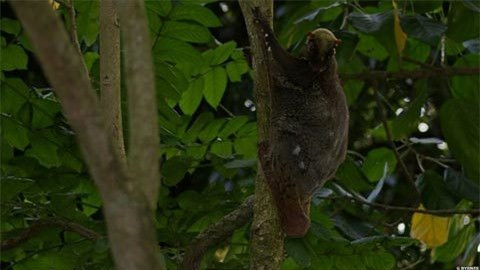 Tan muc 5 loai dong thuc vat hiem co, kho gap nhat qua dat-Hinh-2