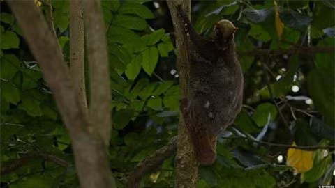 Tan muc 5 loai dong thuc vat hiem co, kho gap nhat qua dat-Hinh-2