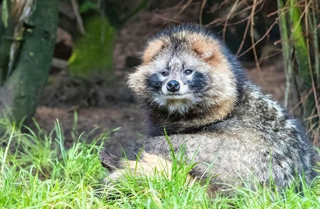 Tan muc 5 loai dong thuc vat hiem co, kho gap nhat qua dat-Hinh-4