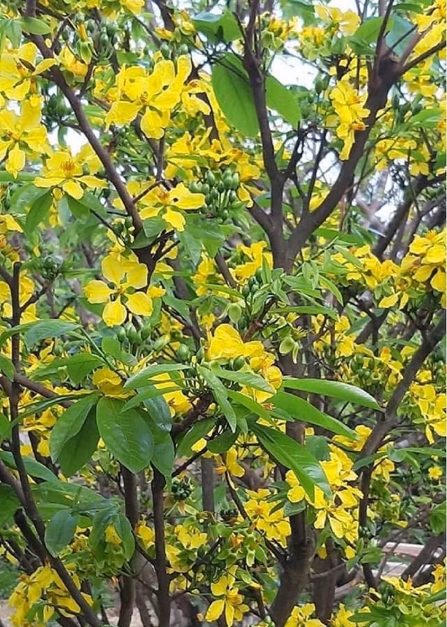 Mai vang nam canh no ro duoi chan nui Hoanh Son-Hinh-4