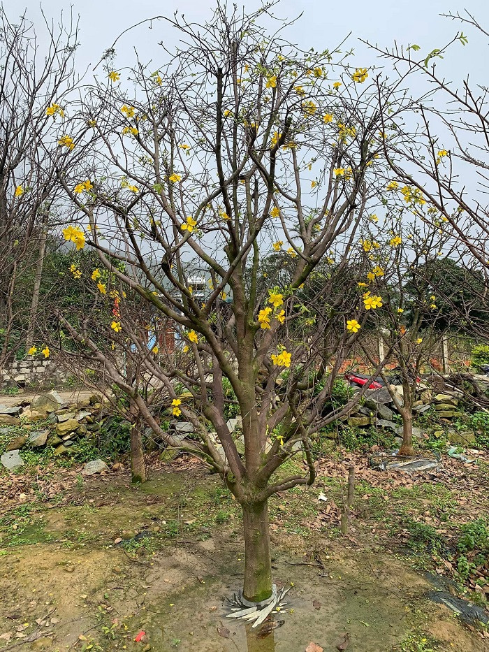 Mai vang nam canh no ro duoi chan nui Hoanh Son-Hinh-5