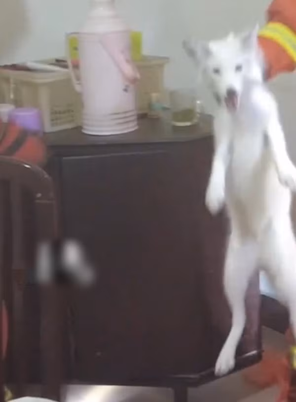 Cho trang vao nha xin an, ai ngo la “than thu” may man-Hinh-2