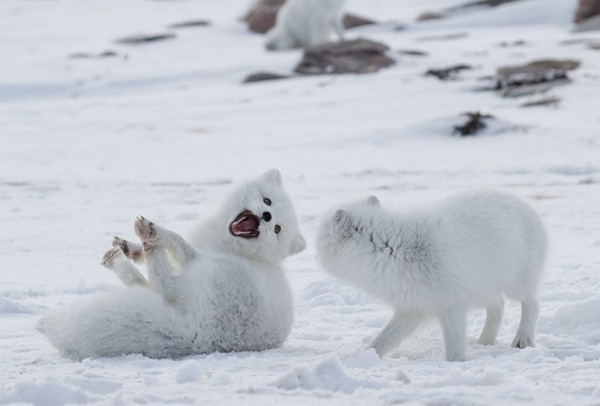 Cho trang vao nha xin an, ai ngo la “than thu” may man-Hinh-7