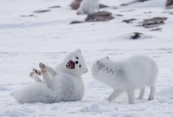 Cho trang vao nha xin an, ai ngo la “than thu” may man-Hinh-7