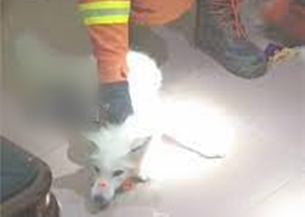 Cho trang vao nha xin an, ai ngo la “than thu” may man-Hinh-4