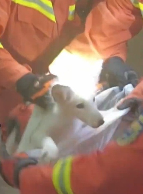 Cho trang vao nha xin an, ai ngo la “than thu” may man-Hinh-3