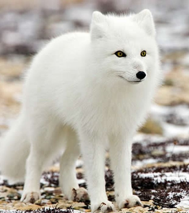 Cho trang vao nha xin an, ai ngo la “than thu” may man-Hinh-10