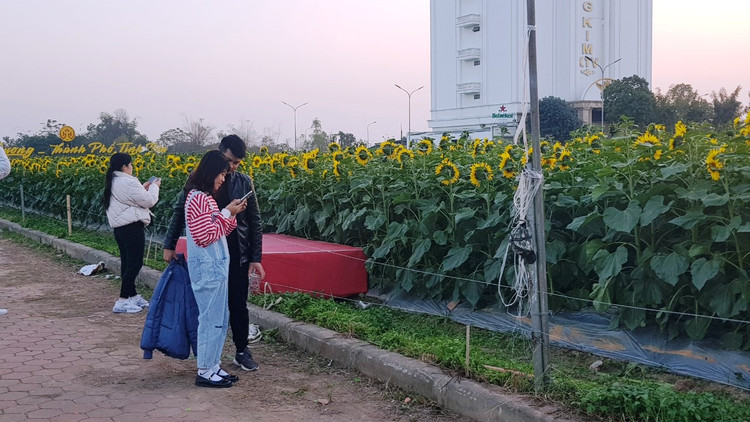 Can canh vuon hoa huong duong o Hai Duong no ro...van nguoi me-Hinh-12