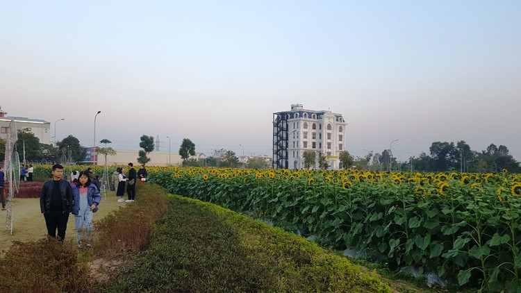 Can canh vuon hoa huong duong o Hai Duong no ro...van nguoi me-Hinh-15