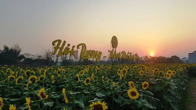 Can canh vuon hoa huong duong o Hai Duong no ro...van nguoi me-Hinh-5